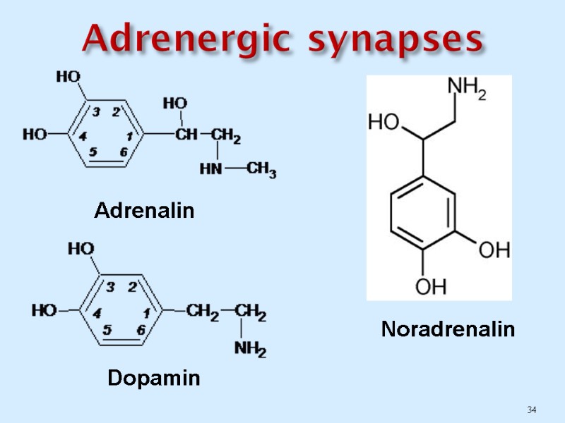 Adrenergic synapses  34 Adrenalin Noradrenalin Dopamin